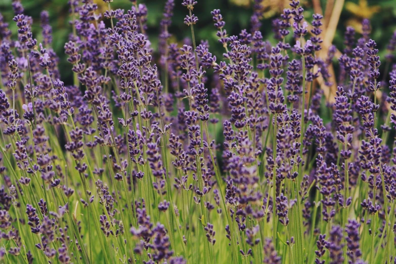 lavender blooms grow among grass in the middle of a field