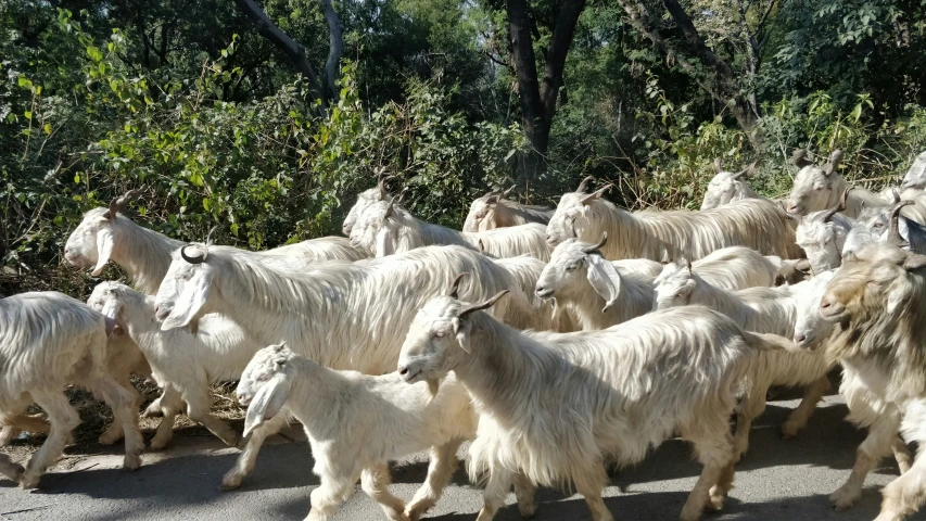 a bunch of goats are on the road