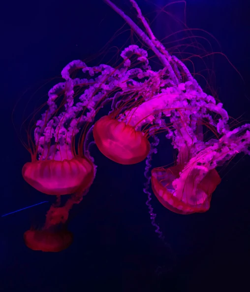 purple jellyfish floating in an aquarium pool