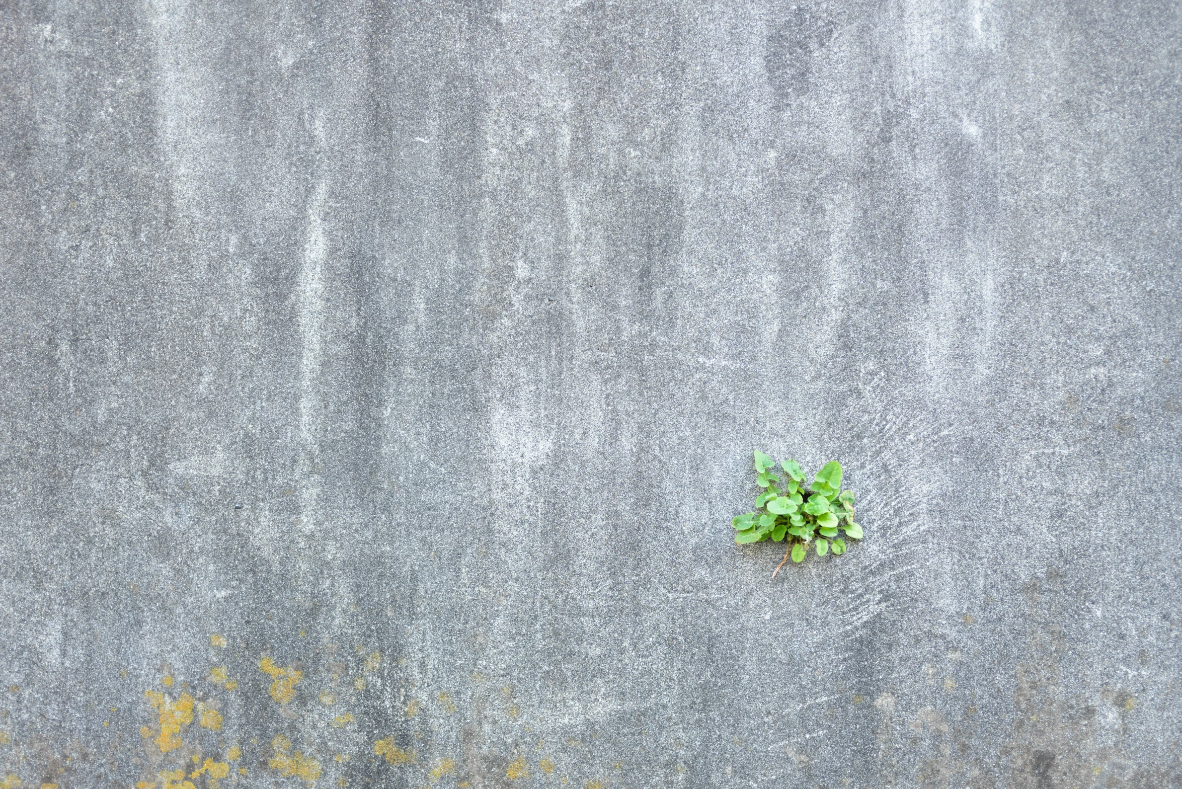a small plant growing through the  in the concrete