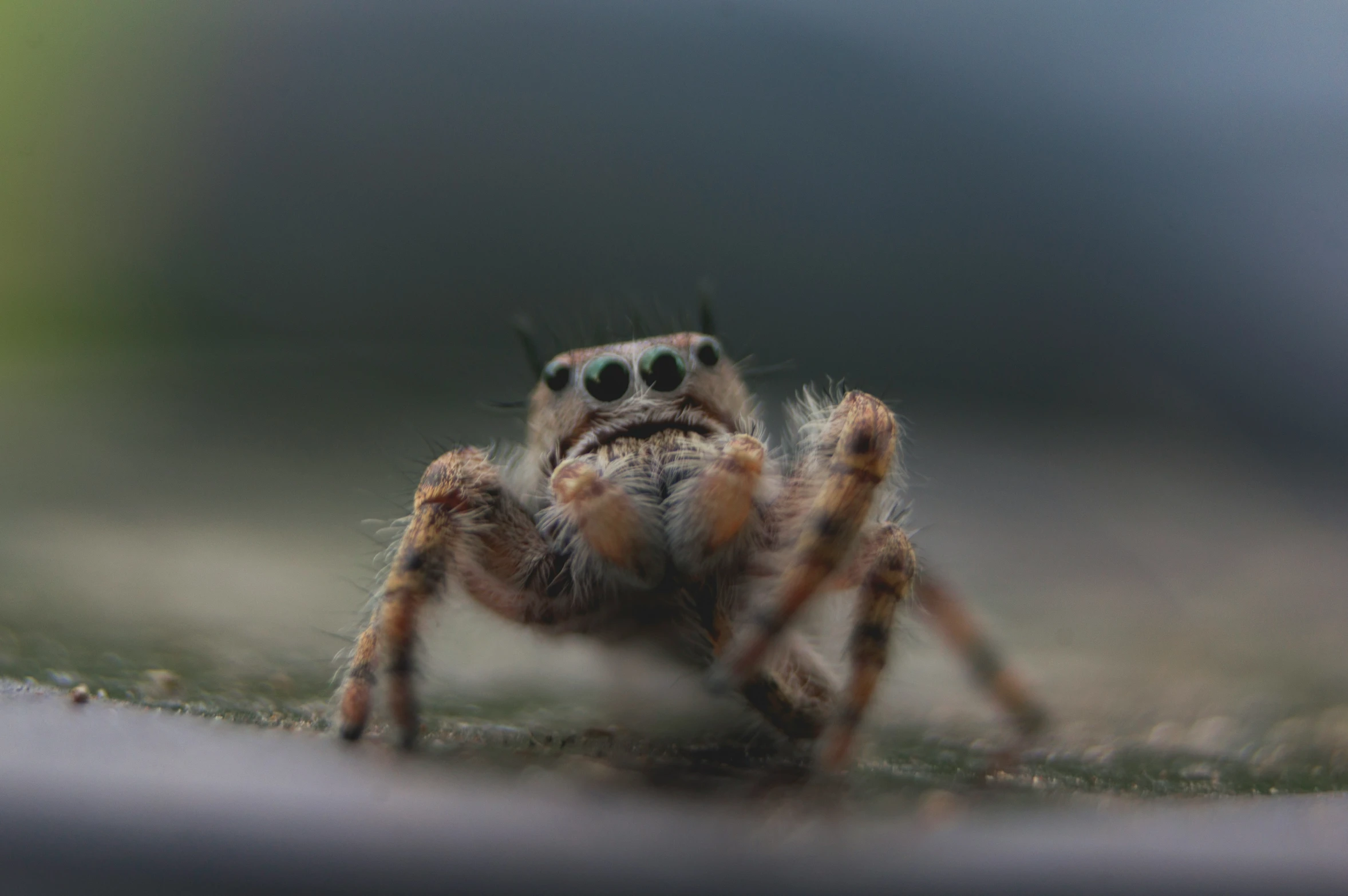 a large tara tara spider with eyeballs on its face