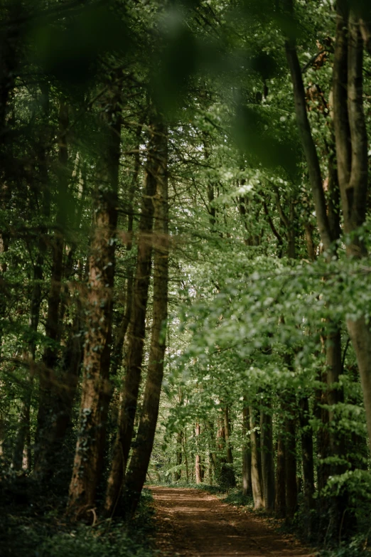 a wooded path with lots of trees and shrubbery