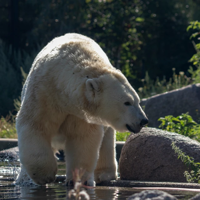 there is a white polar bear standing near the water