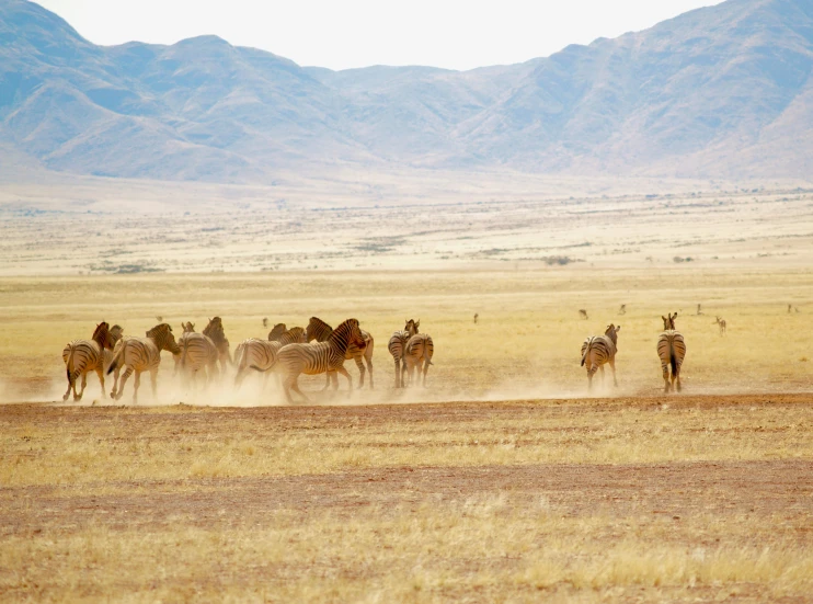 several wild animals in a dry area near some mountains