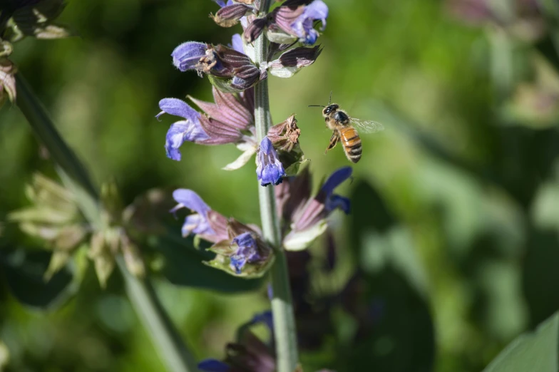 two bees that are sitting on some kind of flower