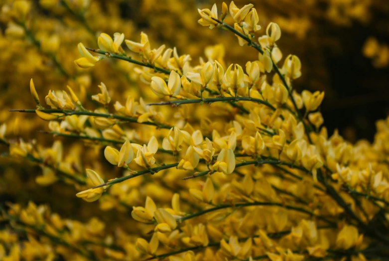 a bush of yellow flowers with green stems