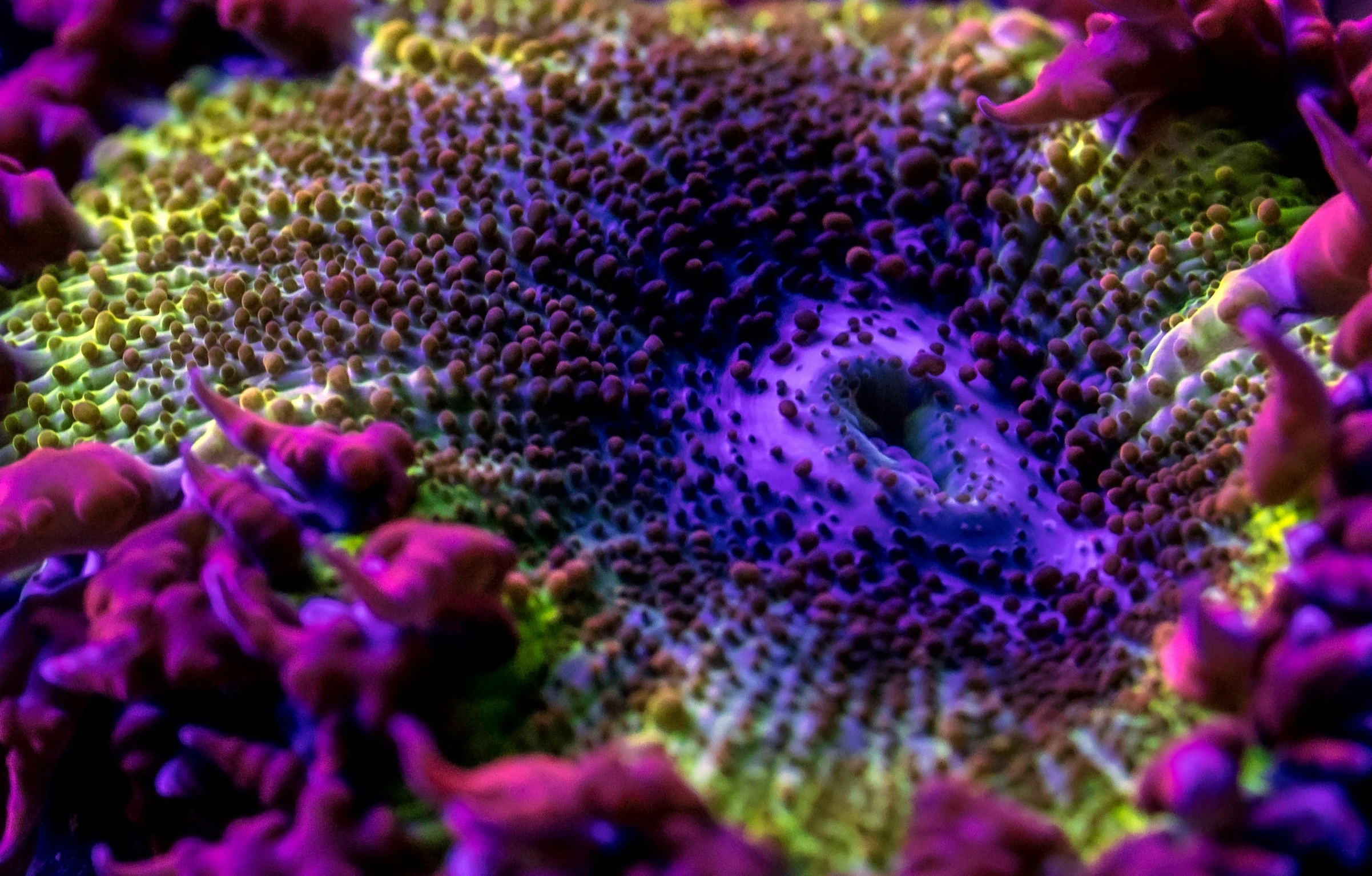 a close up view of some small blue and purple plants