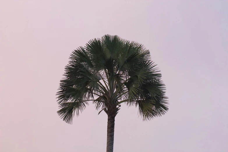 a palm tree on a hazy day, with two zes in the foreground