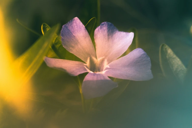 this is a pink flower growing out of the ground