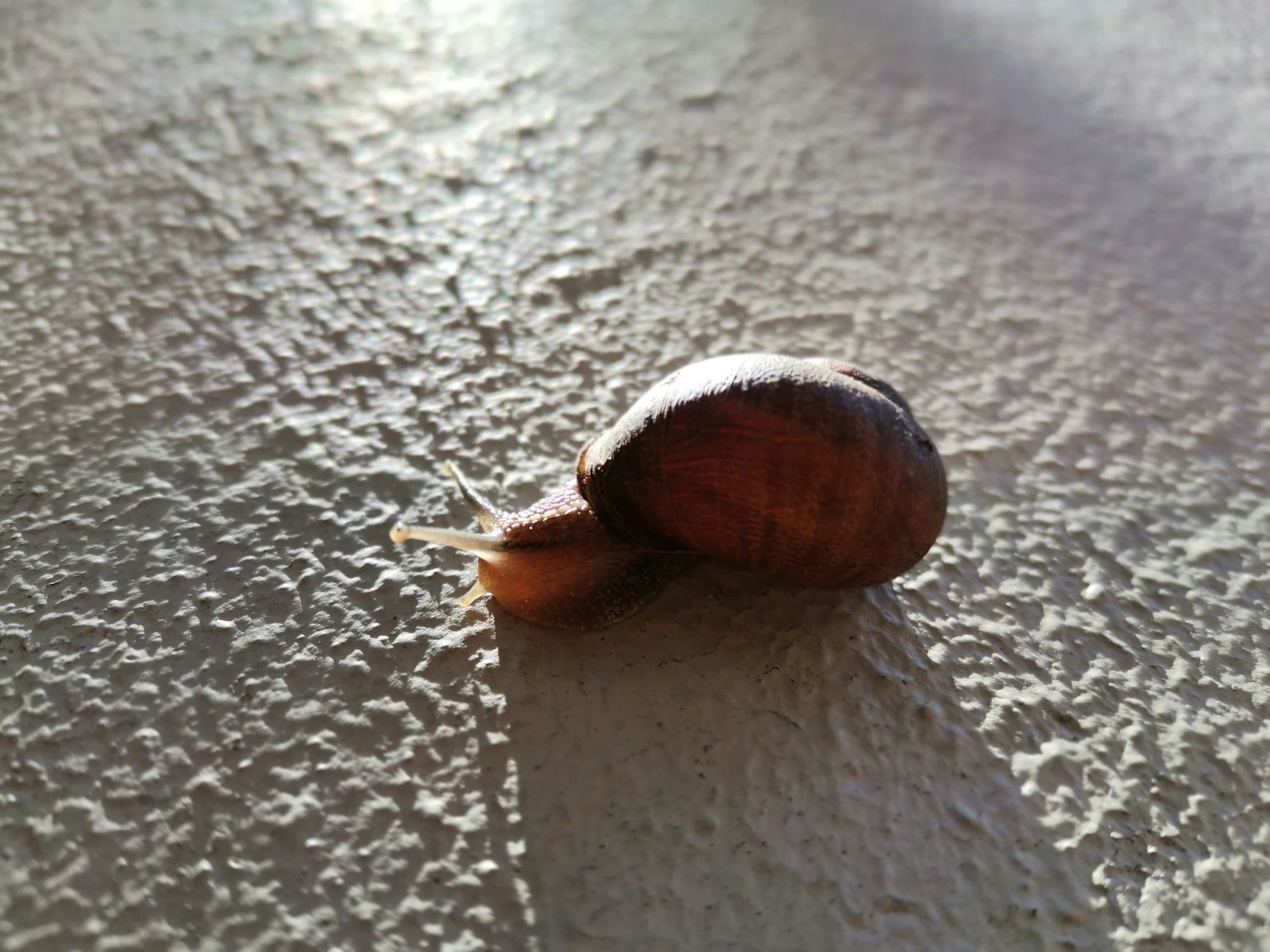 small snail lying on the floor next to white sand