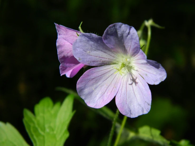 there is purple flower that is growing out of the ground