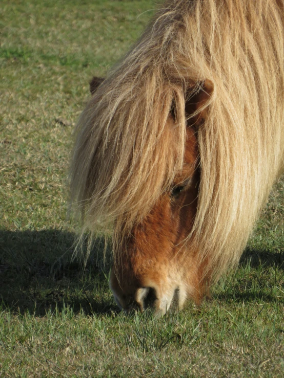 a close up of a pony grazing on grass