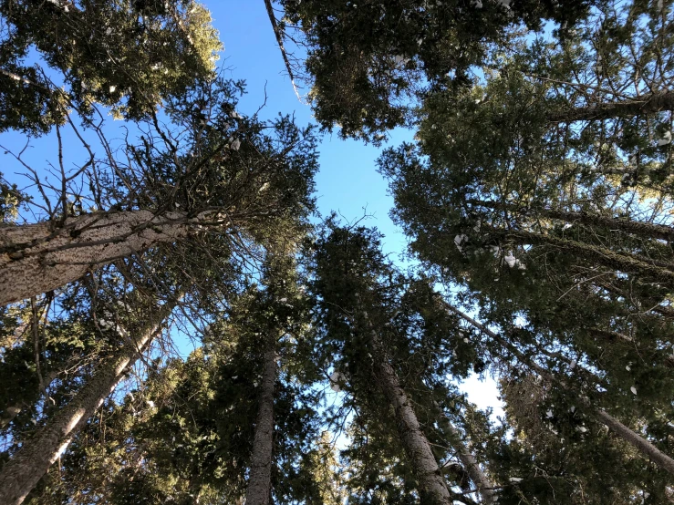 looking up into the tall trunks of a pine tree