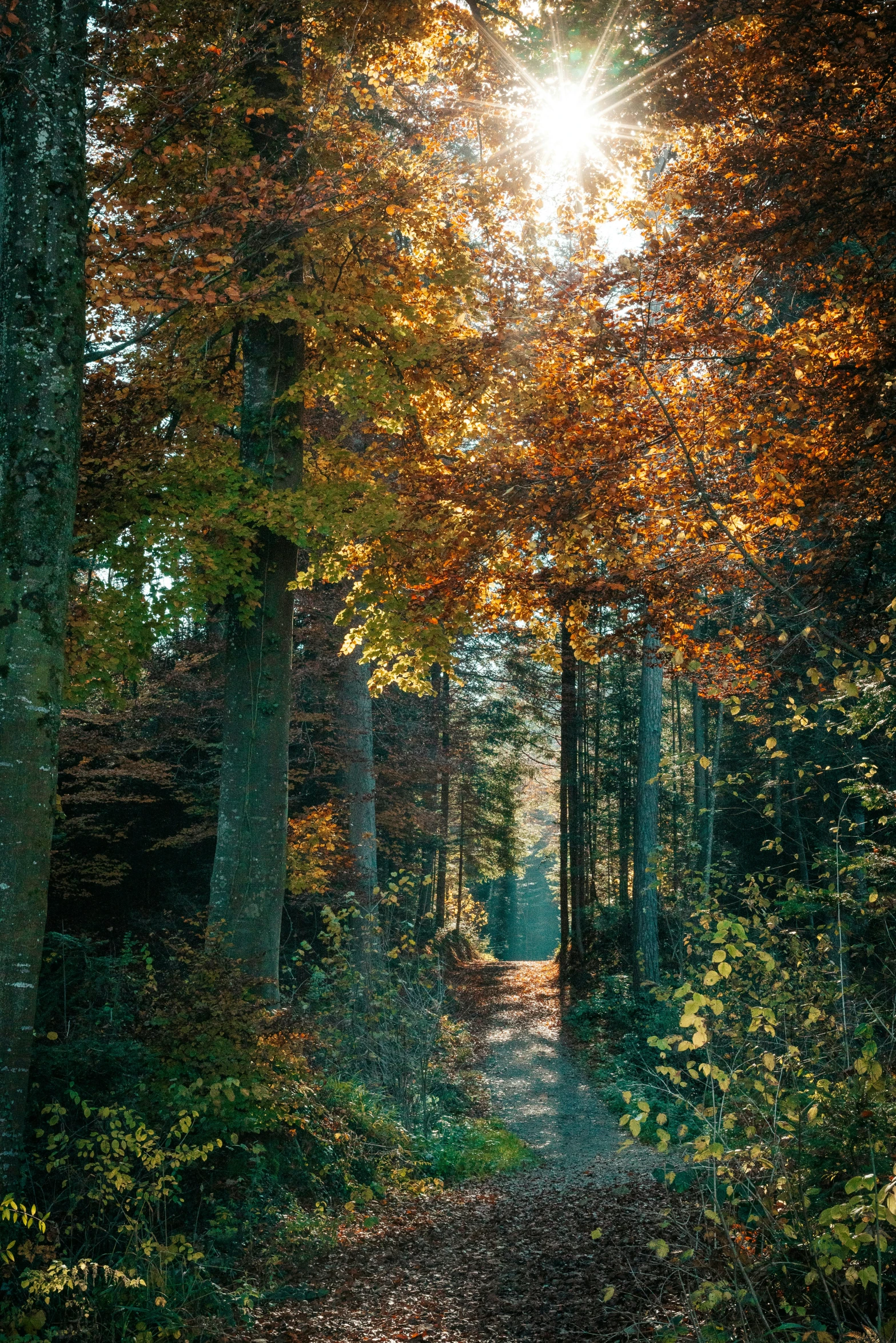 a leaf covered forest with the sun shining through