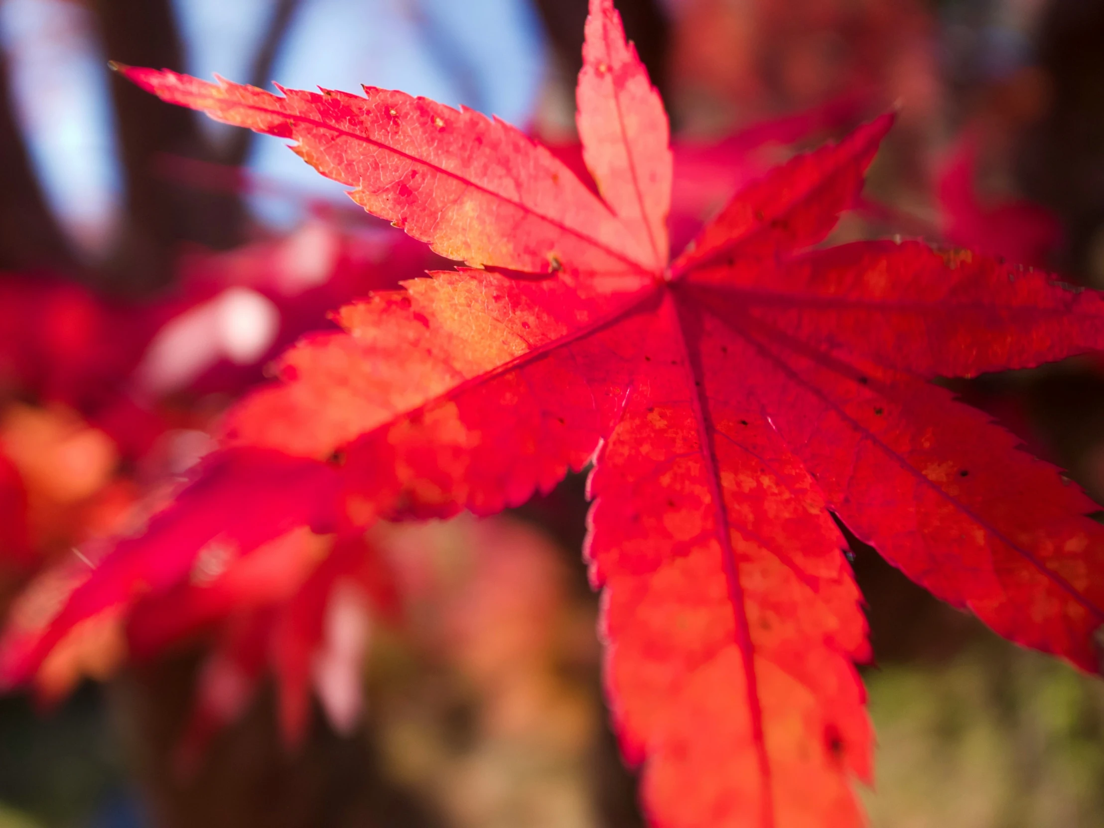 a close up s of a red leaf