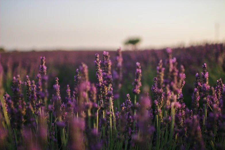 some purple flowers and a tree in the background