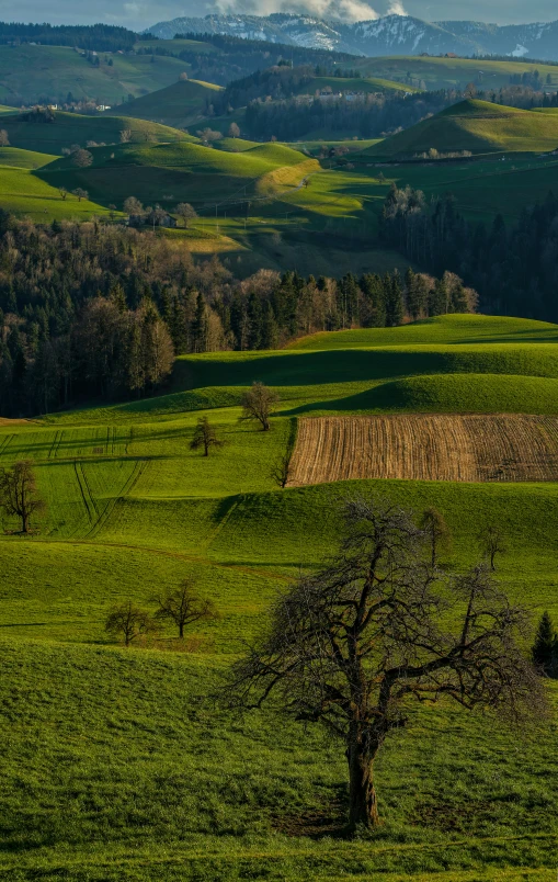 the view from an elevated view point, of a farm field with a lone tree