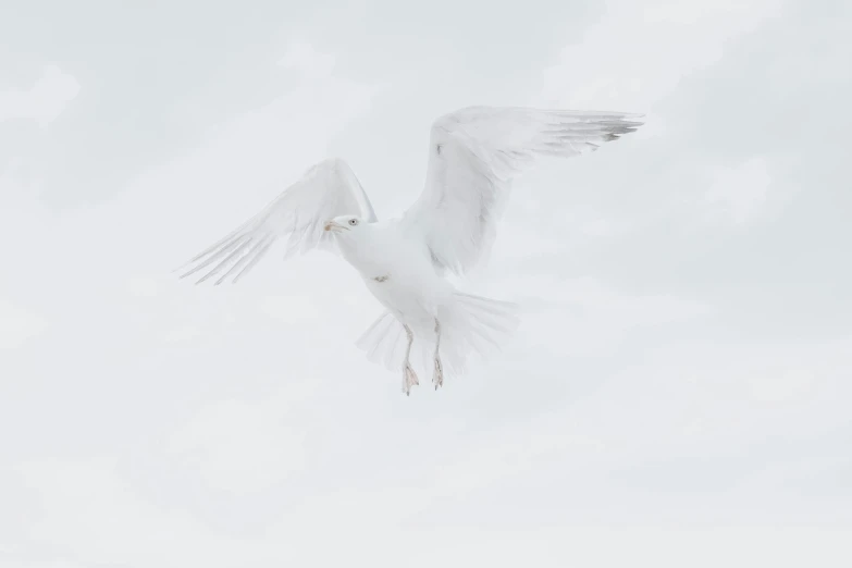 a white bird with wings spread in a cloudy sky