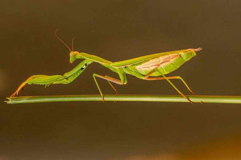 a big green insect sitting on top of a leaf