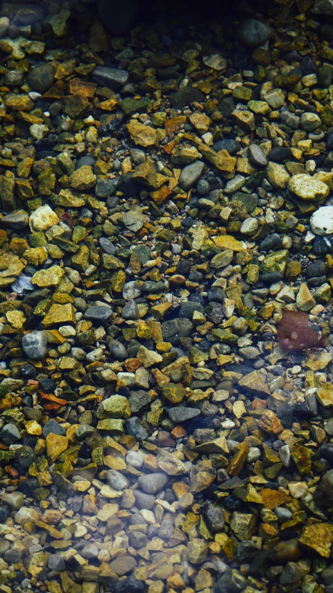 a rock and leaf bed on the ground