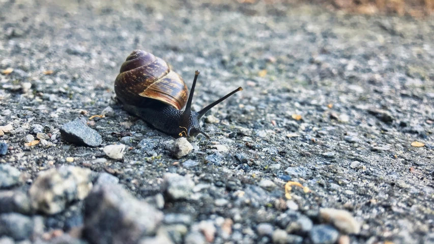 the snail is walking alone on the pavement