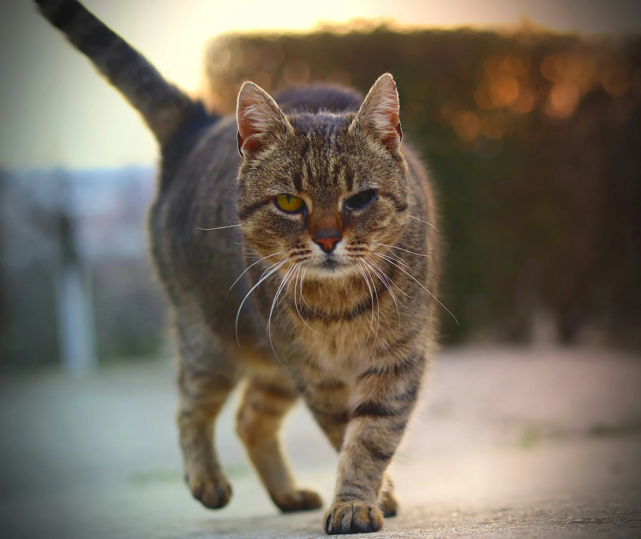 a striped cat walks down a sidewalk near trees