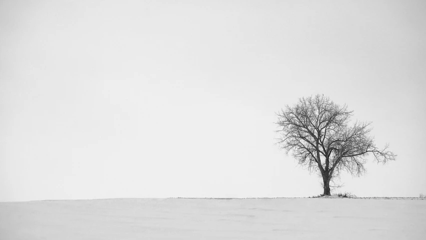 an isolated tree stands alone on a grassy plain
