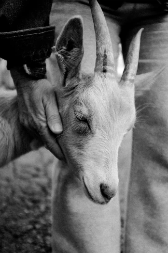 a small goat is holding a man's arm