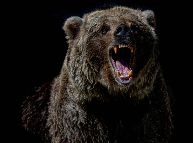 a bear roaring it's teeth and showing his sharp teeth