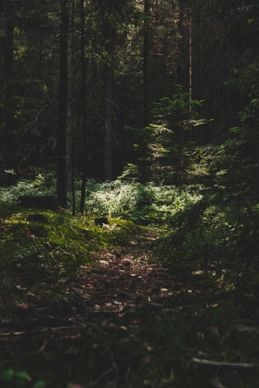 a sunlit forest with some green grass in the foreground