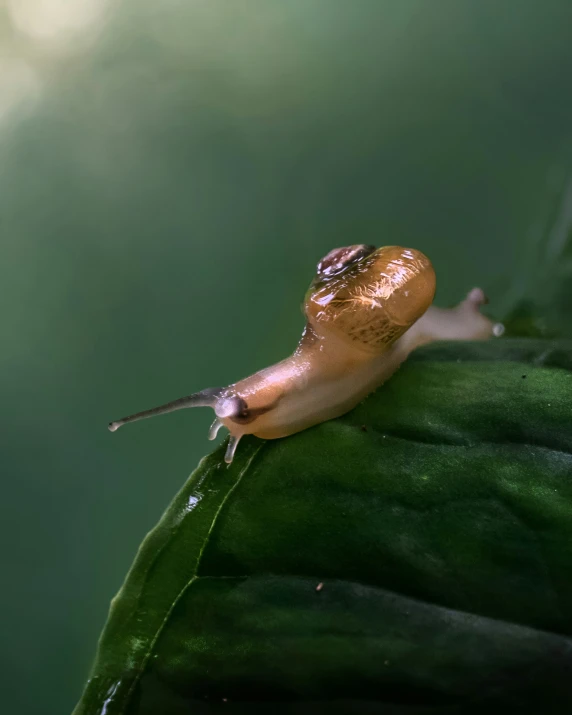 a brown slug on top of a green leaf