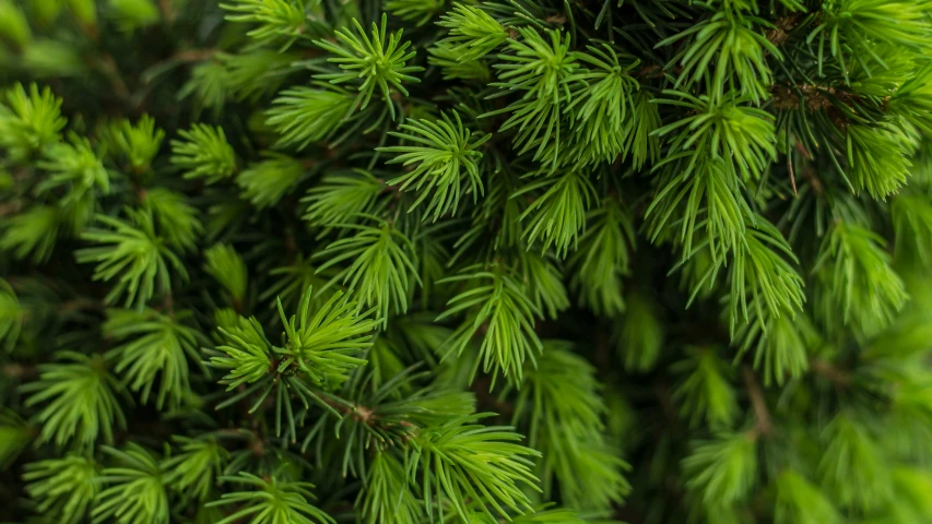 closeup of the needles on a evergreen tree
