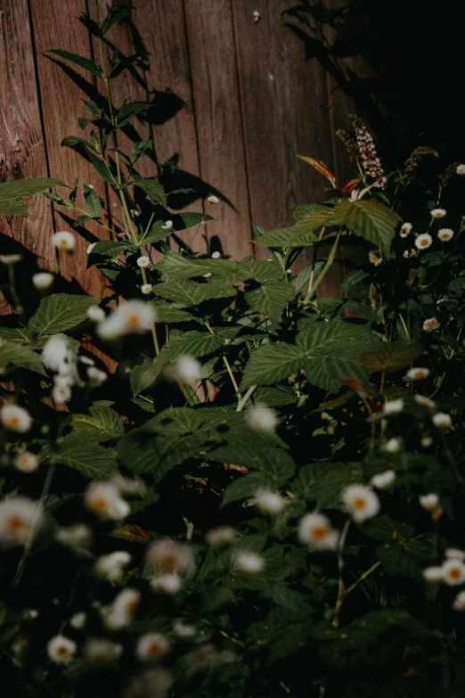 daisies and sunflowers grow outside of a wooden house