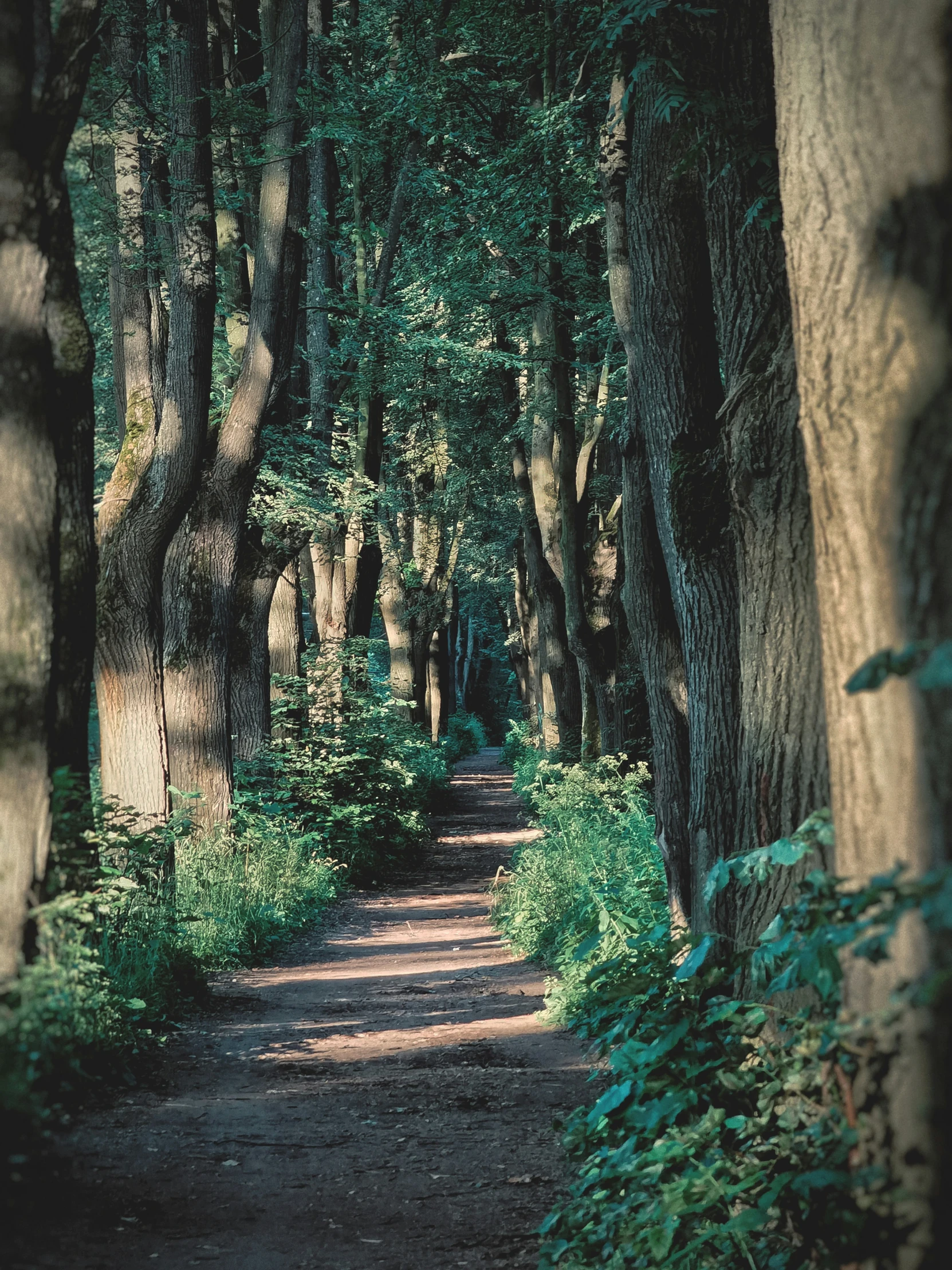 a narrow path winding through lush green vegetation