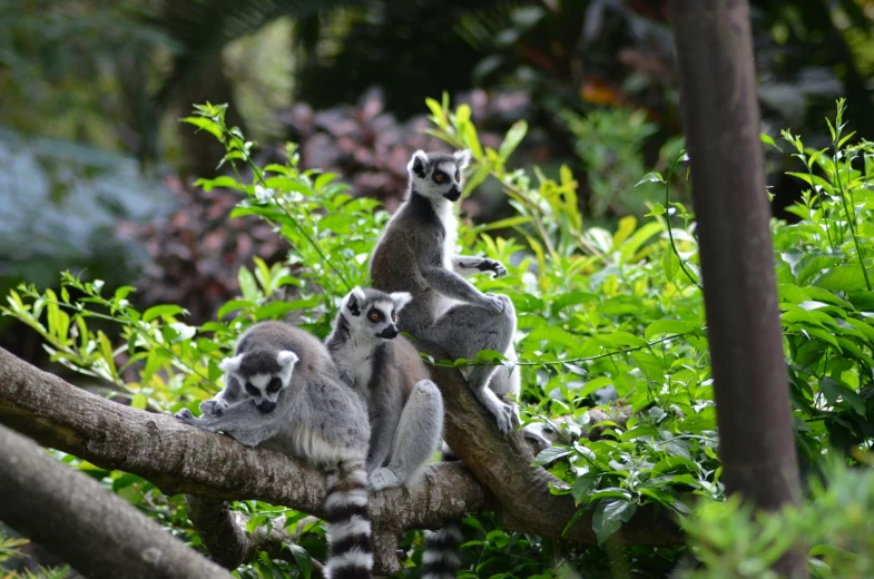 a group of four animal sitting in the trees