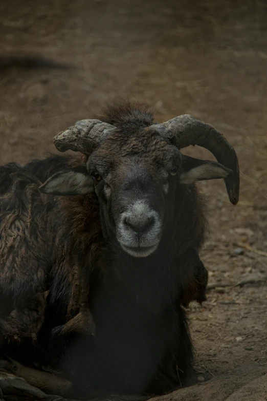 black goat with very long horns in enclosed enclosure