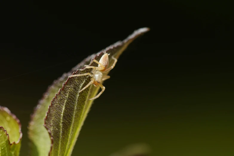 a spider with long legs is sitting on top of a plant