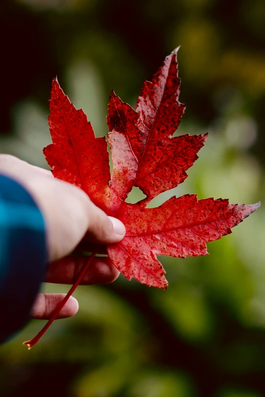 a hand holding a red leaf in front of some trees