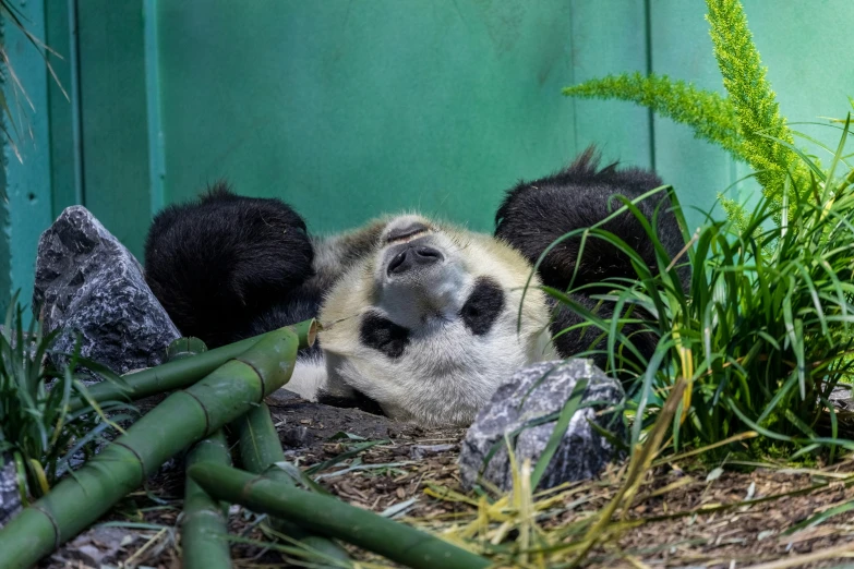 panda bear sleeping in its enclosure at a zoo