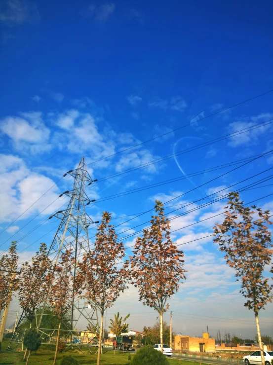 some tall trees and power lines on the side of a road