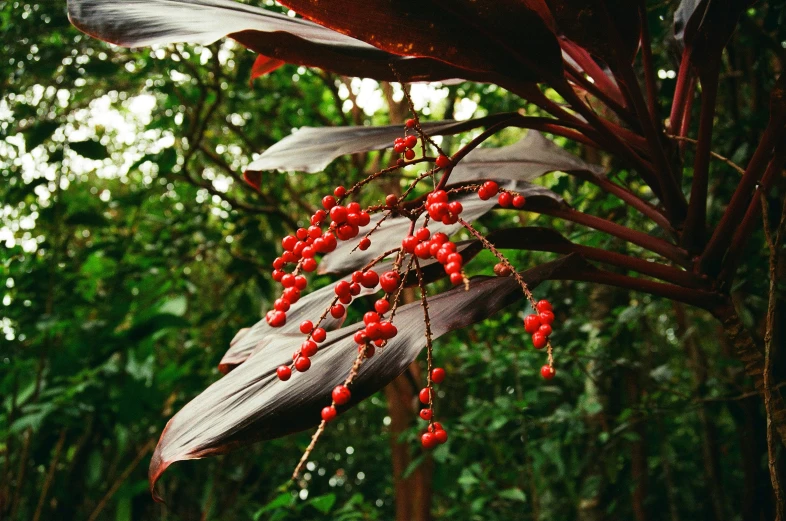 red berries are hanging on the plant by the trees