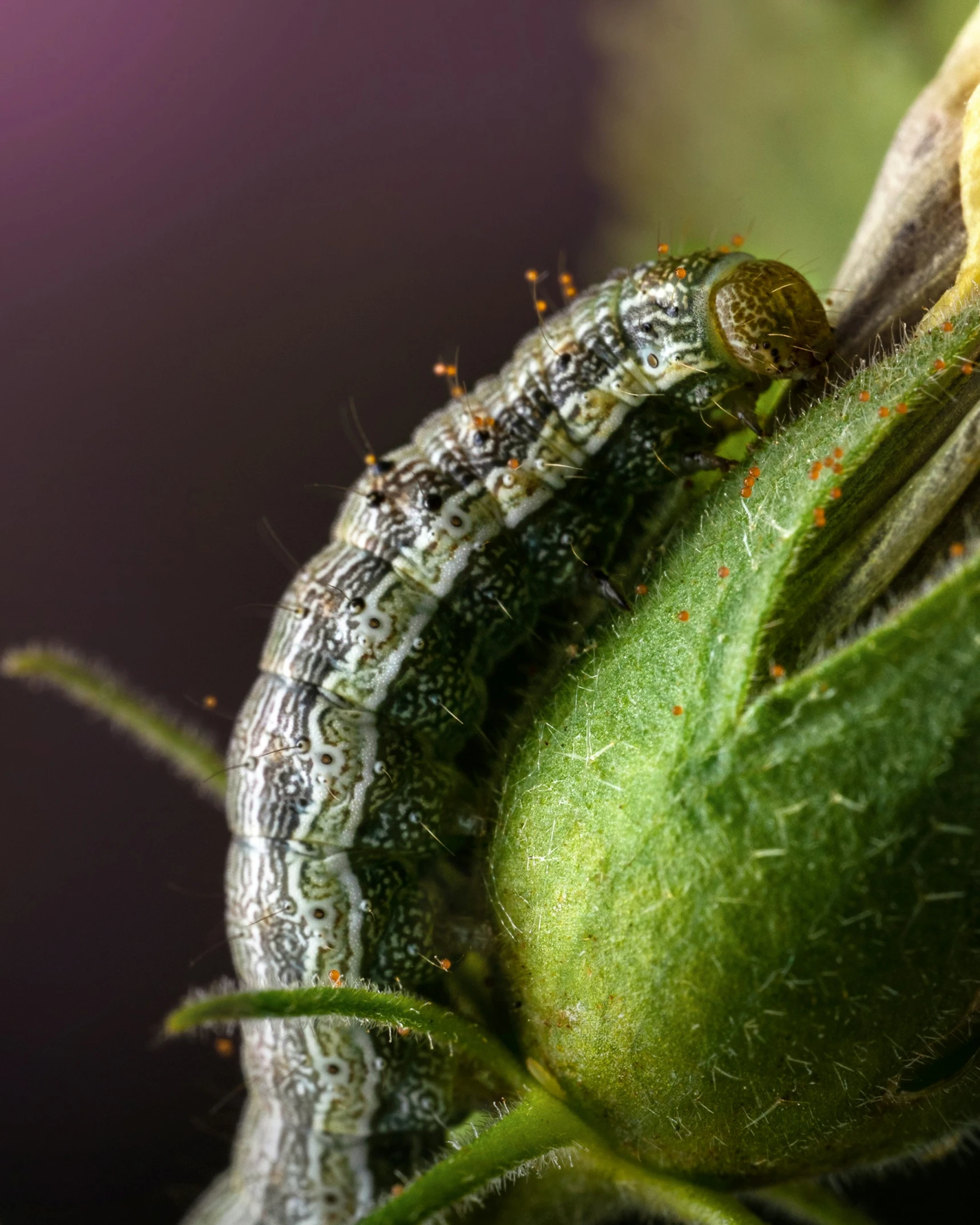 this is a close up of a caterpillar eating from a plant