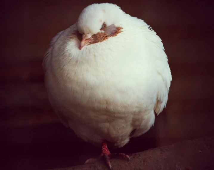 white pigeon with a pink tipped beak sits on a log