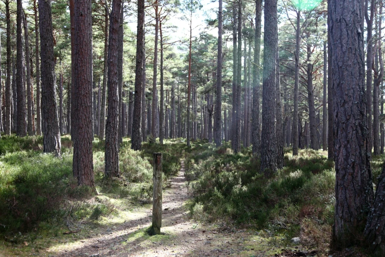 the sun shines through some tall trees