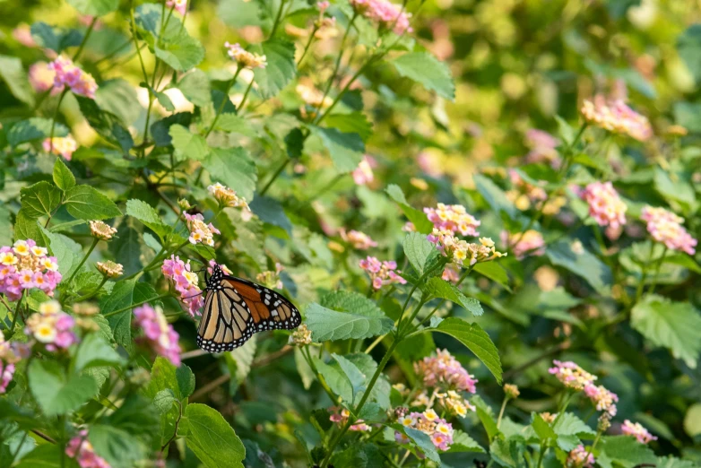 a erfly resting on the end of a cluster of flowers