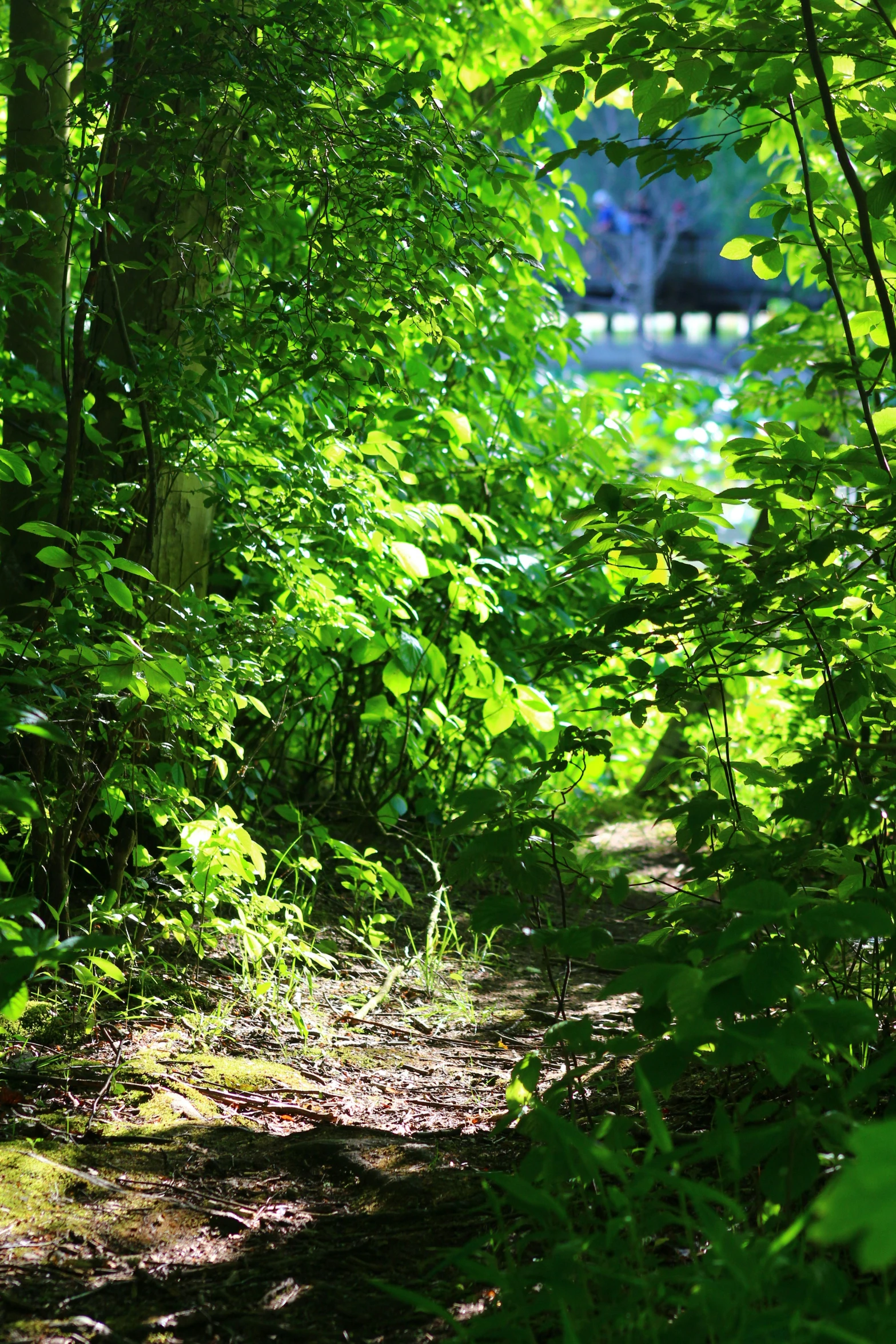 a trail with lots of trees and greenery