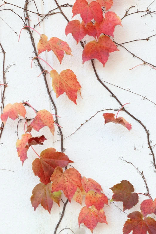 a close up of an autumn plant with red leaves on the outside