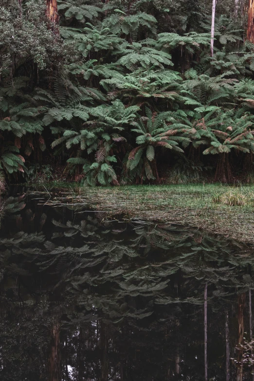 a bench by a pond and trees in the background