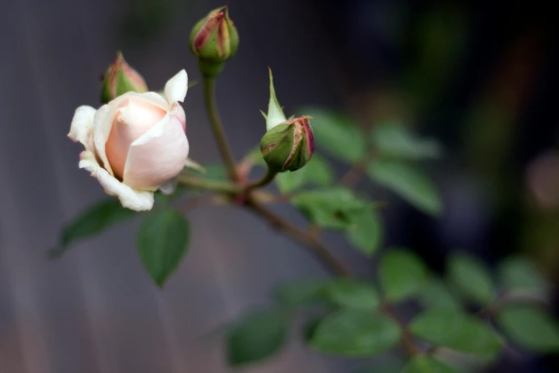 a single flower bud with some green leaves