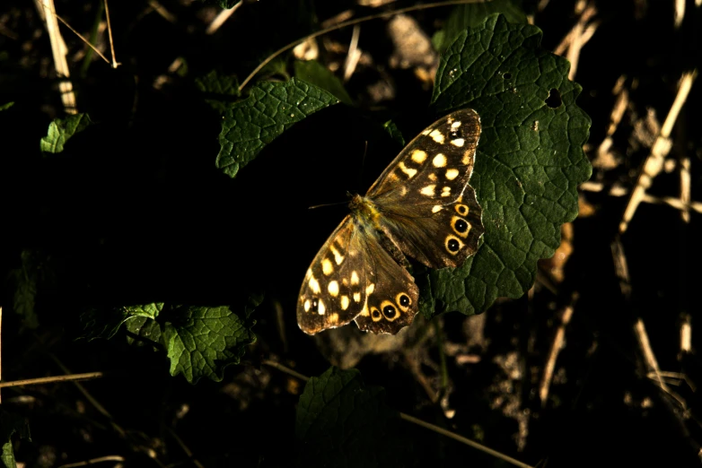 there is a erfly that is perched on some leaves